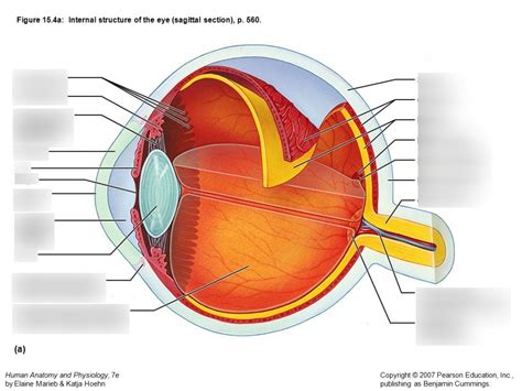 anatomy of eye quizlet|anatomy of the eye flashcard.